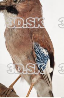 Jay - Garrulus glandarius 0027